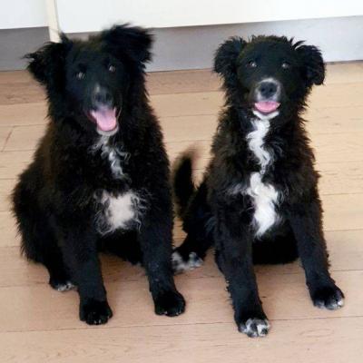 Hundemädchen  4 Monate, 7-8 kg, sucht ein Körbchen - thumb