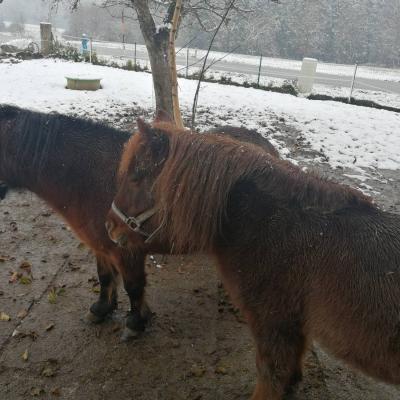 Verkaufe 2 Shetland Ponys nur gemeinsam abzugeben - thumb