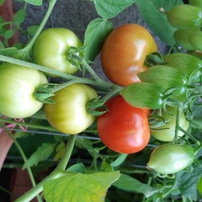 Tomatenpflanzen div. Sorten selbst gezogen aus Biofrüchten - thumb