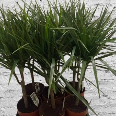 DRACHENBAUM (Dracaena marginata) - thumb