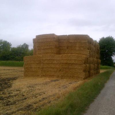 Traktorvezető és Mindenes (férfi/nő/d) / Traktorfahrer(in) (m/w/d) - thumb