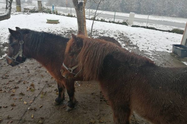 Verkaufe 2 Shetland Ponys nur gemeinsam abzugeben