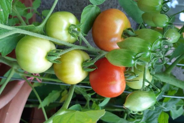 Tomatenpflanzen div. Sorten selbst gezogen aus Biofrüchten