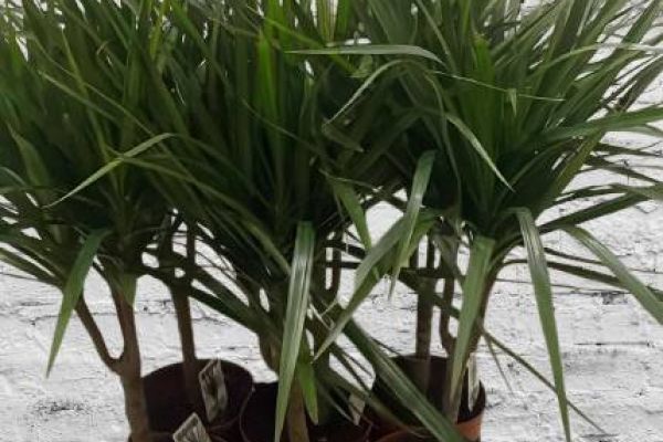 DRACHENBAUM (Dracaena marginata)
