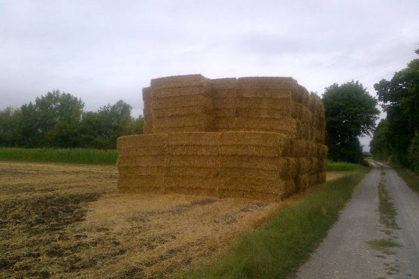 Traktorvezető és Mindenes (férfi/nő/d) / Traktorfahrer(in) (m/w/d)