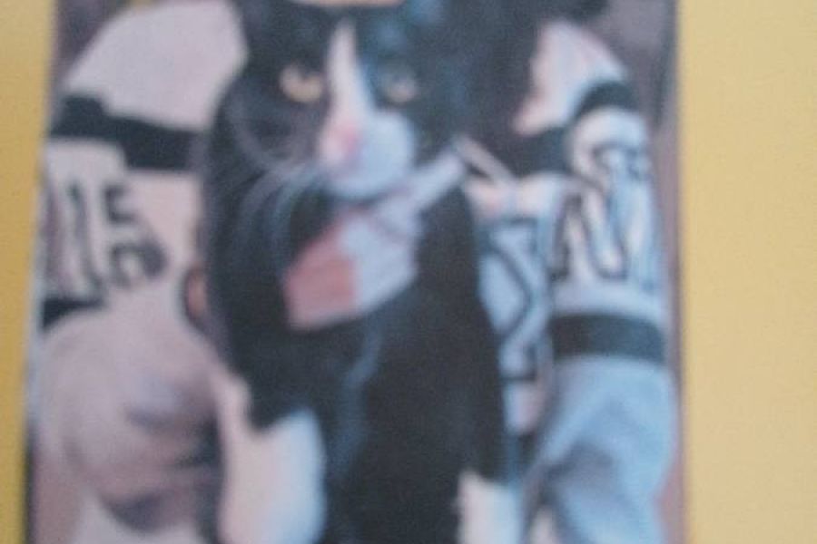 Europäische langhaarkatze - Bild 1