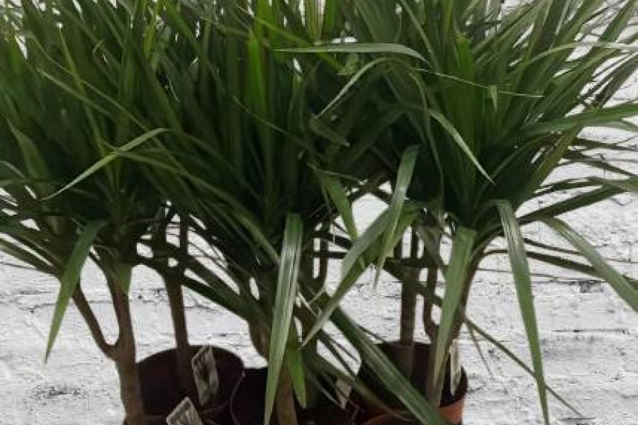 DRACHENBAUM (Dracaena marginata) - Bild 1